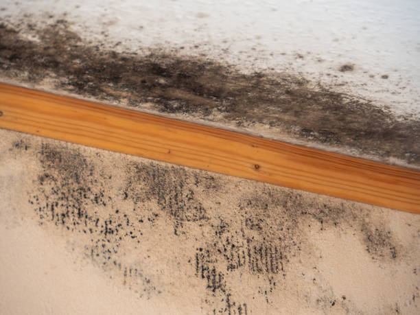 Best Emergency Mold Remediation  in Ash Grove, MO